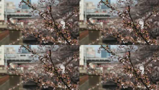 樱花和火车高清在线视频素材下载