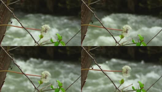 河边脆弱的蒲公英高清在线视频素材下载
