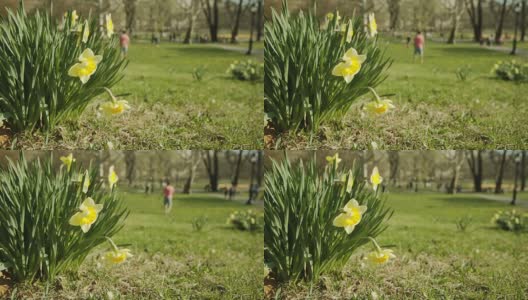 黄色喇叭花的人们在纽约中央公园演奏高清在线视频素材下载