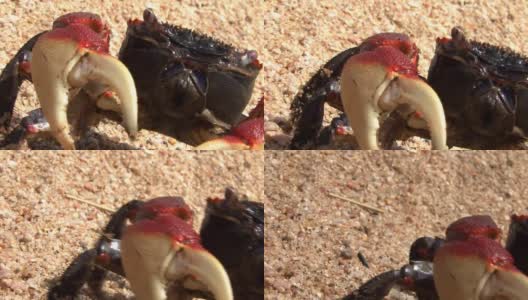 海滩上的红红树蟹高清在线视频素材下载