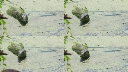 亚洲水监视器蜥蜴(Varanus salvator salvator)高清在线视频素材下载