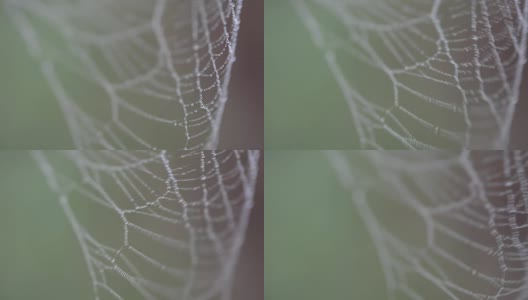 带露珠的蜘蛛网高清在线视频素材下载