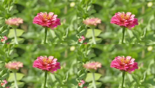 粉色百日草优雅的花对绿色的花园床，视频片段高清在线视频素材下载