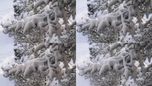 雪花轻轻地飘落在雪白的云杉树枝上高清在线视频素材下载