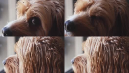 这是一只名叫Cavoodle的小狗的脸，它看着窗外，然后转向摄像机。高清在线视频素材下载