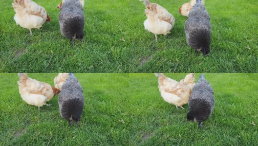 母鸡在绿色的草地上吃草，阳光明媚的一天。非常活跃的红棕色和黑色的母鸡是自由在屋外的花园，关闭视频。高清在线视频素材下载