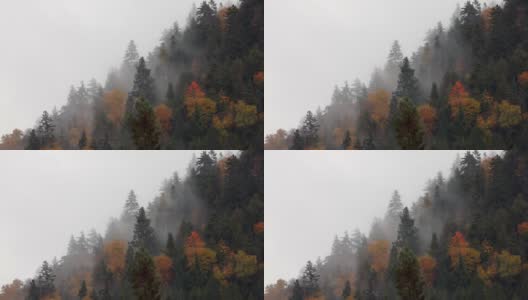 多色北方森林在秋天被雾包围在一个多云的雨天，魁北克，加拿大高清在线视频素材下载