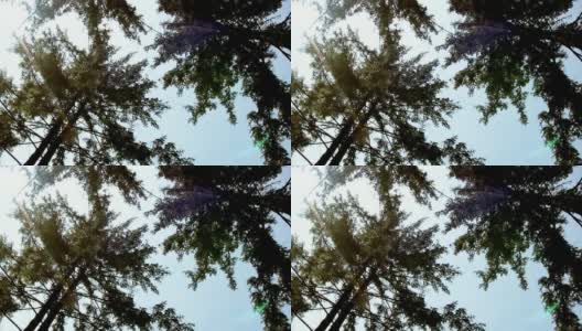 低角度拍摄的树木对天空高清在线视频素材下载