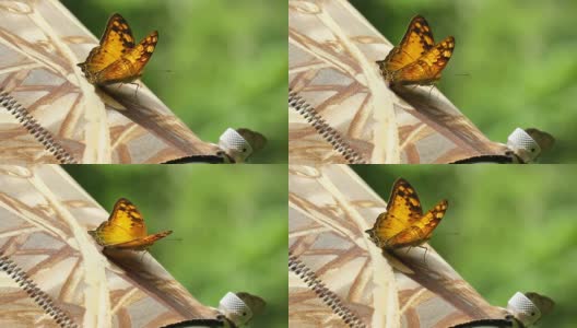 镜头上的蝴蝶，特写高清高清在线视频素材下载