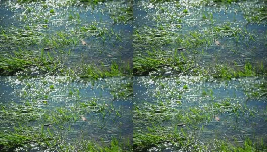 水里的草高清在线视频素材下载