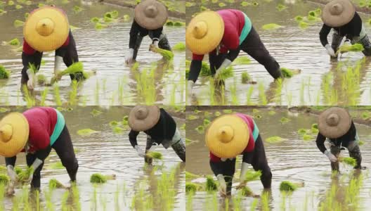 农民在稻田里种植水稻高清在线视频素材下载
