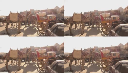 埃及开罗吉萨的马和骆驼车高清在线视频素材下载