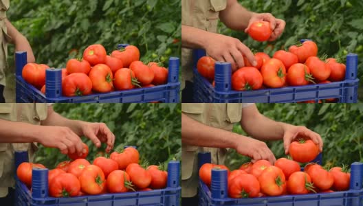 番茄温室高清在线视频素材下载