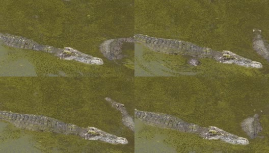 鳄鱼在池塘高清在线视频素材下载