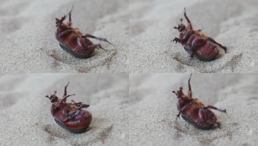 蜣螂赢得了沙子高清在线视频素材下载