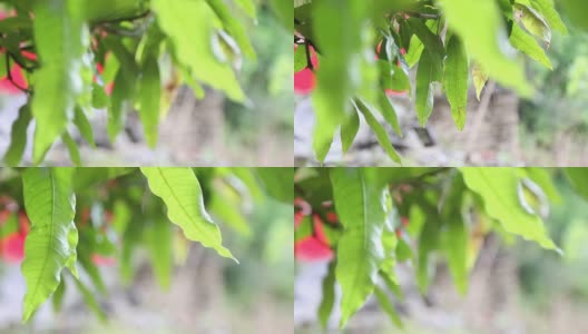 Close-up of mango tree leaves高清在线视频素材下载