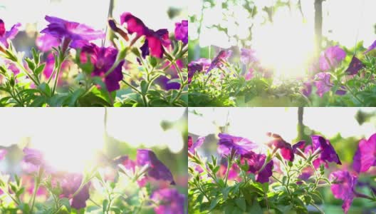 阳光透过花丛，牵牛花在家里的花园高清在线视频素材下载