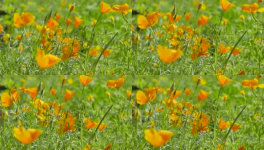 加州罂粟花-加州橘花在阳光灿烂的草地上，视频片段高清在线视频素材下载