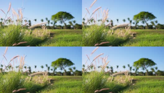 热带的草在风中摇曳，棕榈树在模糊的背景上。高清在线视频素材下载