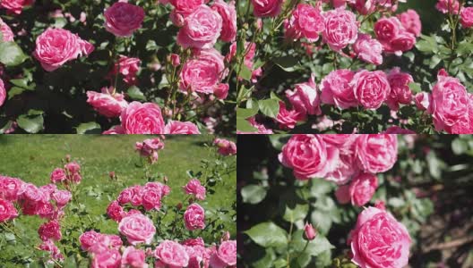 粉红色的玫瑰花在花园里高清在线视频素材下载