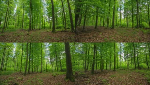 STEADYCAM:森林高清在线视频素材下载
