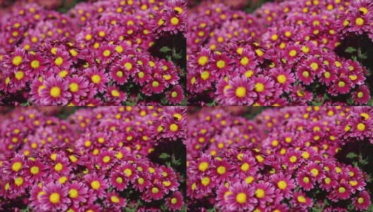 秋天开花的菊花高清在线视频素材下载