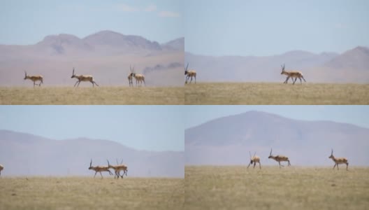 科科西里国家级自然保护区藏羚羊高清在线视频素材下载