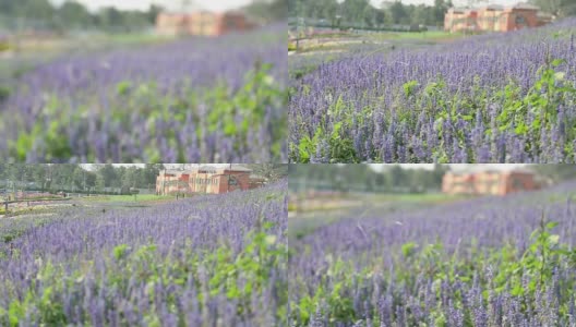 紫色青花菜与花园，转移焦点高清VDO高清在线视频素材下载