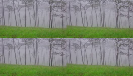 松林与雾和野花的田野高清在线视频素材下载