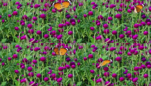 紫色花上的蝴蝶高清在线视频素材下载