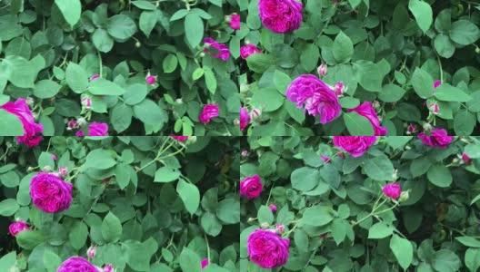 盛开的玫瑰-在灌木上拍摄花高清在线视频素材下载