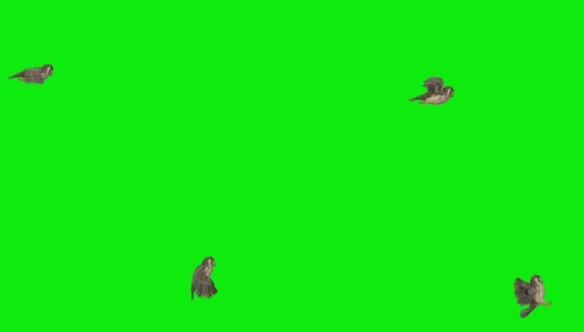 猫头鹰降落绿色屏幕(可循环)高清在线视频素材下载