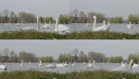 wild swans in springtime高清在线视频素材下载