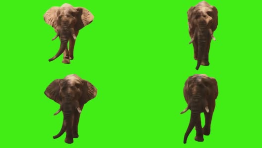 绿色屏幕上的大象高清在线视频素材下载