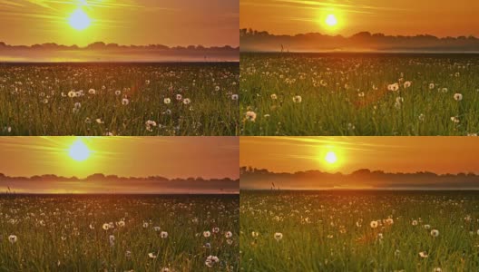 太阳升起时长满蒲公英的草地高清在线视频素材下载