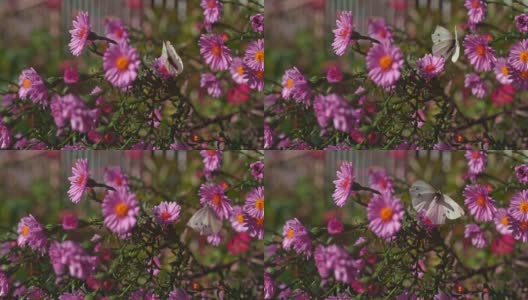 超级慢镜头蝴蝶在花园里吃花高清在线视频素材下载