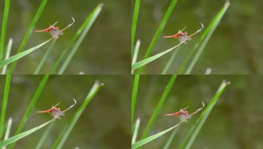 红色蜻蜓在绿色的自然河流的分支，特写高清在线视频素材下载