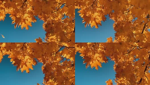 秋叶随风飘散高清在线视频素材下载