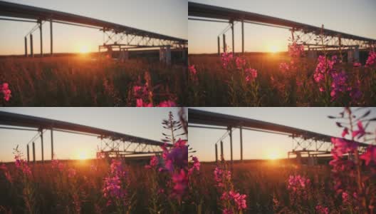 夕阳下油管背景下的粉红色花朵高清在线视频素材下载