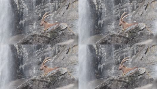 背景为塞里奥瀑布的阿尔卑斯山之王(卡普拉野山羊)高清在线视频素材下载