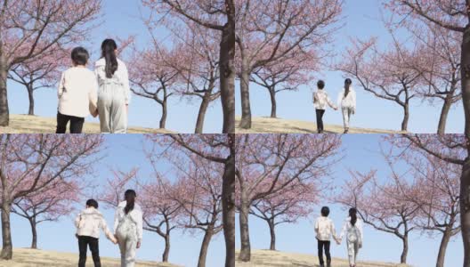 手拉手走在樱花树上的日本兄弟姐妹高清在线视频素材下载