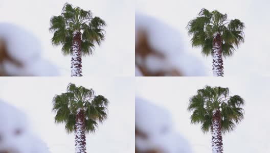暴风雪时，雪花落在棕榈树上，冬天时，棕榈树被雪覆盖高清在线视频素材下载