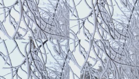 美丽的冬天背景，冰冻的树枝覆盖着雪。摄像机运动高清在线视频素材下载