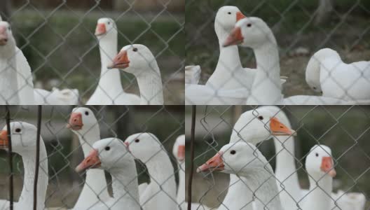 农场围栏后的白鹅特写高清在线视频素材下载