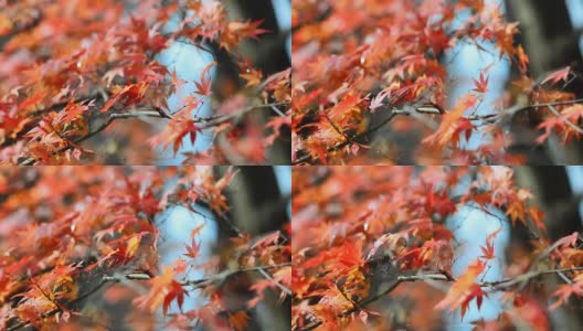 秋天的枫叶红了高清在线视频素材下载