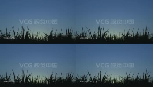 高清:日落时分的稻谷(视频)高清在线视频素材下载