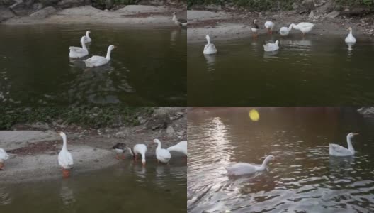 湖中的一群天鹅鸭高清在线视频素材下载