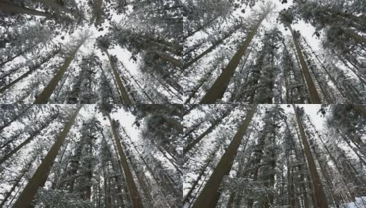 美丽的冬天森林高清在线视频素材下载
