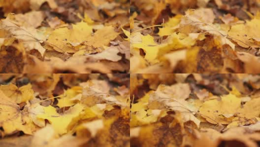 秋天背景高清在线视频素材下载