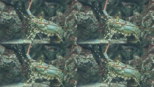大龙虾躲在暗礁下。高清在线视频素材下载